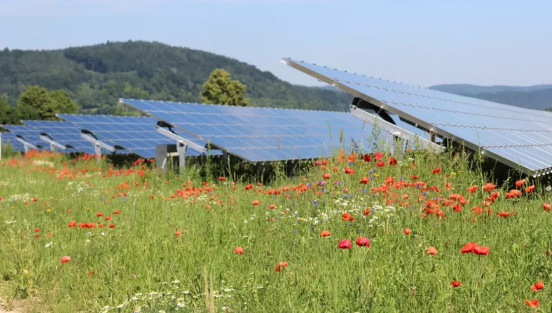 Einheimische Pflanzenauswahl auf der Wiesenfläche rund um die Photovoltaik-Module. Foto: Thomas Klatt