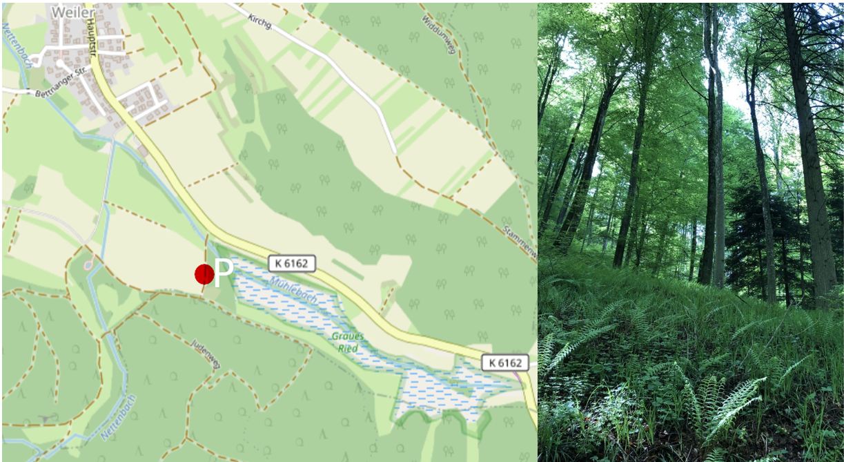 Landkarte Weiler und Graues Ried sowie Foto Höri-Wald